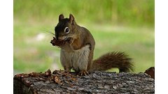 squirrel-animal-cute-image-public-domain-pixabay